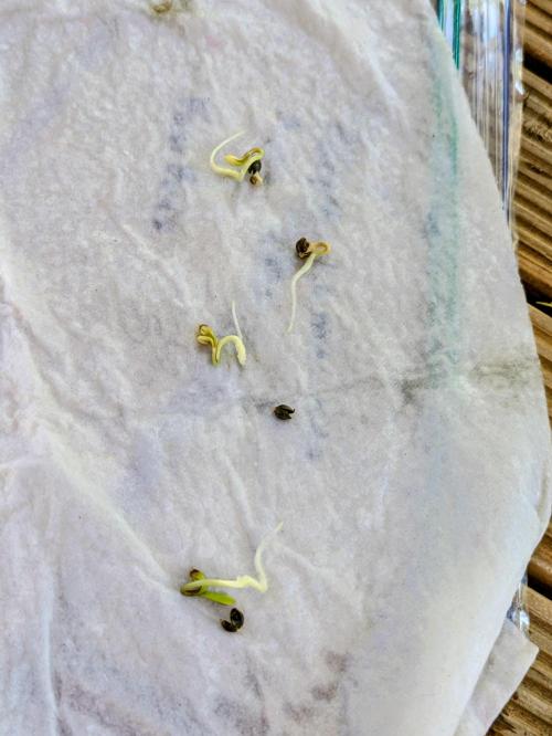 3rd Outdoor Grow - Purple Lemonade RF3. Week 0 - May 20th - Ready to plant 