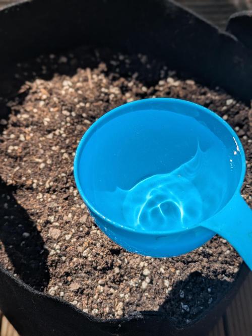 3rd Outdoor Grow - Purple Lemonade RF3. Week 0 - Adding 4 cups of water to add moisture to the soil (5 gallon fabric pot)