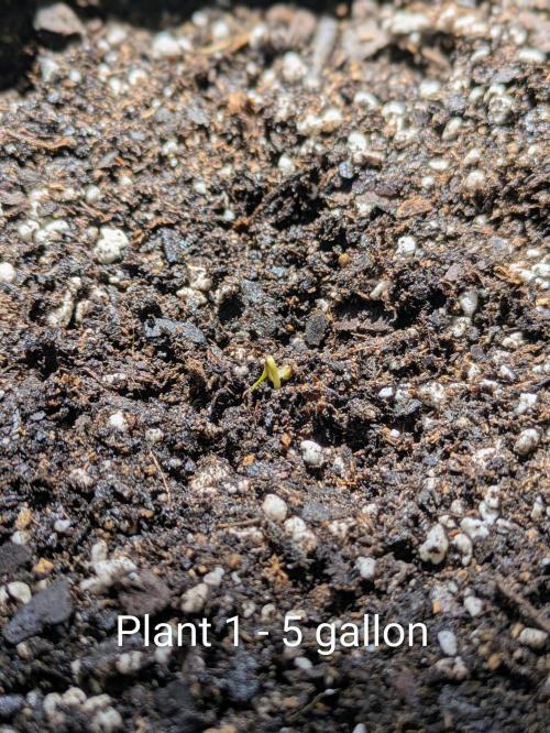 3rd Outdoor Grow - Purple Lemonade RF3. Week 0 - Plant 1 - Purple Lemonade Auto RF3 