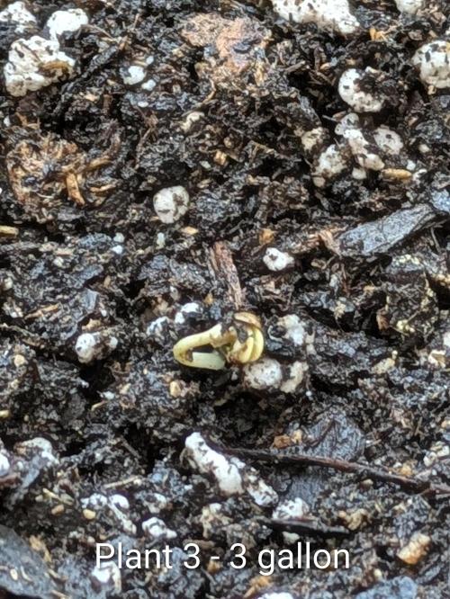 3rd Outdoor Grow - Purple Lemonade RF3. Week 0 - Plant 3 - Purple Lemonade Auto RF3 
