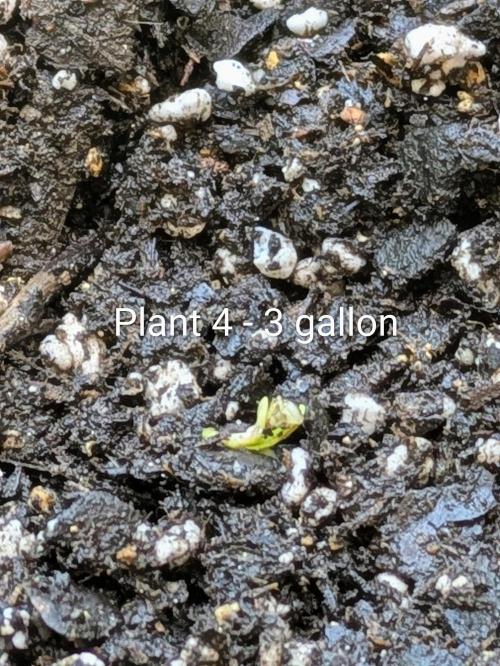 3rd Outdoor Grow - Purple Lemonade RF3. Week 0 - Plant 4 - Purple Lemonade Auto RF3 