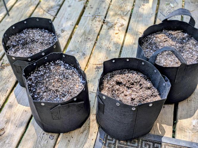 3rd Outdoor Grow - Purple Lemonade RF3. Week 0 - One 5 gallon fabric pot and three 3 gallon fabric pots.
