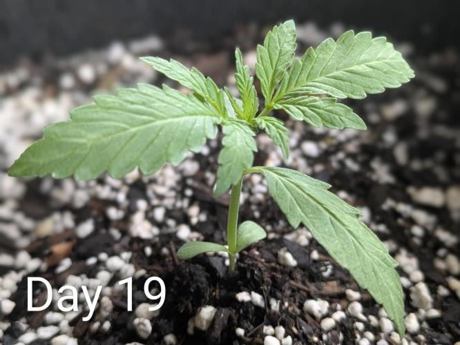 1st Outdoor Grow - Mystic Gorilla Auto. Week 2 - Day 19 - Mystic Gorilla Auto Progress 