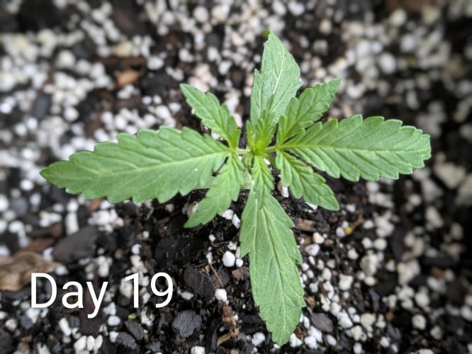 1st Outdoor Grow - Mystic Gorilla Auto. Week 2 - Day 19 - Mystic Gorilla Auto Progress 
