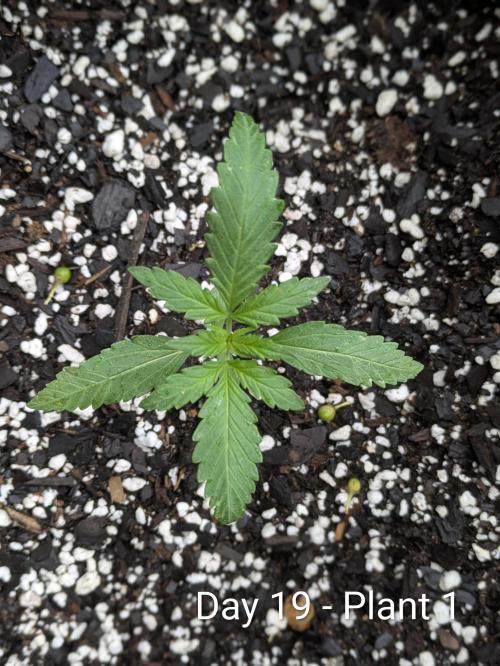 2nd Outdoor Grow - Mystic Gorilla Auto. Week 2 - Day 19 - Mystic Gorilla Auto - Plant 1