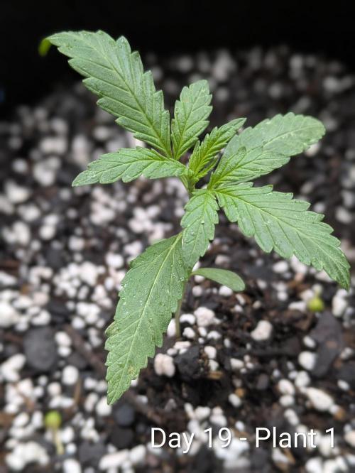 2nd Outdoor Grow - Mystic Gorilla Auto. Week 2 - Day 19 - Mystic Gorilla Auto - Plant 1