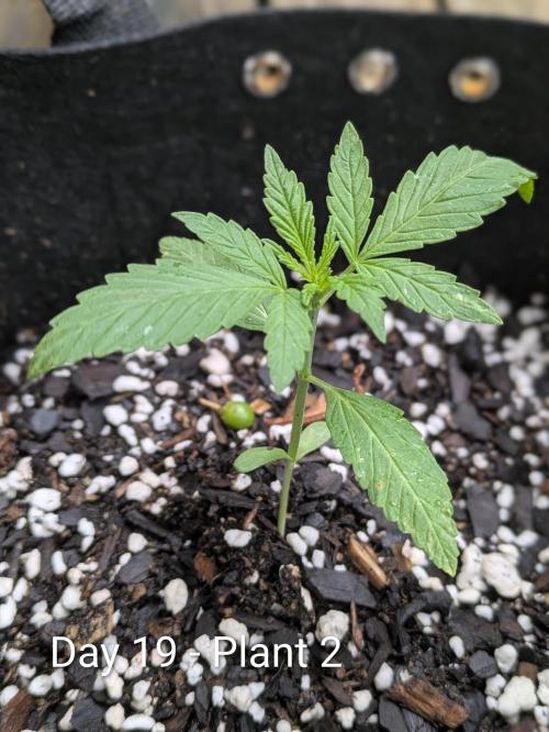 2nd Outdoor Grow - Mystic Gorilla Auto. Week 2 - Day 19 - Mystic Gorilla Auto - Plant 2 