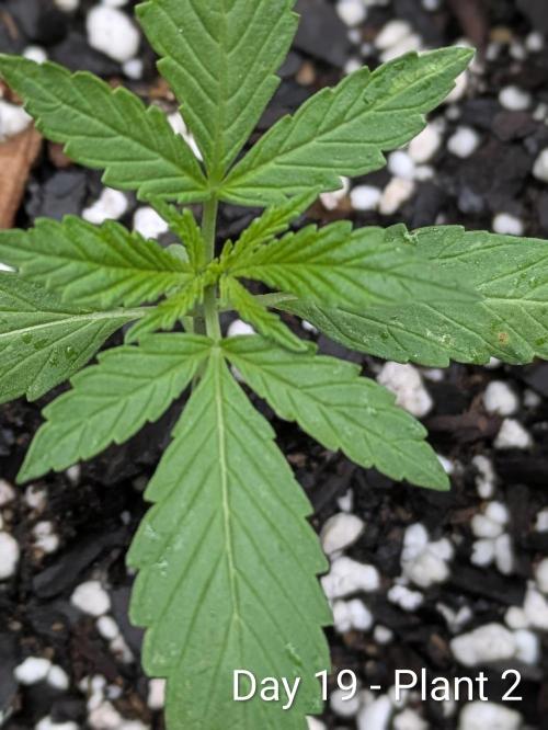 2nd Outdoor Grow - Mystic Gorilla Auto. Week 2 - Day 19 - Mystic Gorilla Auto - Plant 2