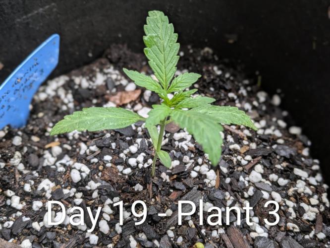 2nd Outdoor Grow - Mystic Gorilla Auto. Week 2 - Day 19 - Mystic Gorilla Auto - Plant 3 