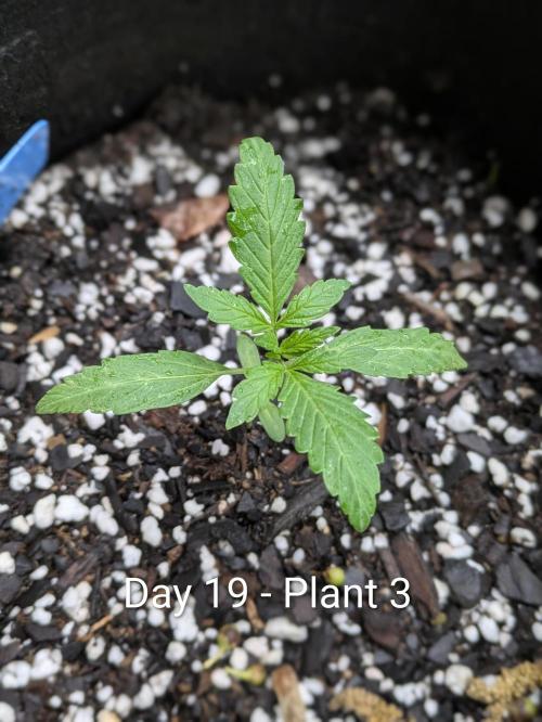 2nd Outdoor Grow - Mystic Gorilla Auto. Week 2 - Day 19 - Mystic Gorilla Auto - Plant 3