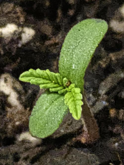 3rd Outdoor Grow - Purple Lemonade RF3. Week 0 - Day 5 - Purple Lemonade Auto RF3 - Plant 4