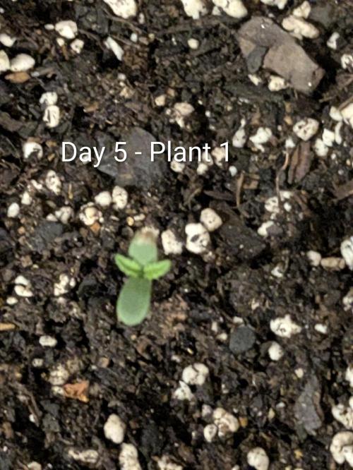 3rd Outdoor Grow - Purple Lemonade RF3. Week 0 - Day 5 - Purple Lemonade Auto RF3 - Plant 1