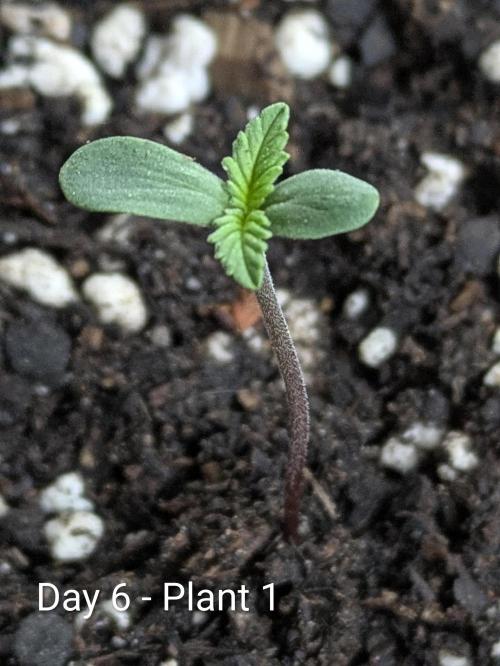 3rd Outdoor Grow - Purple Lemonade RF3. Week 0 - Day 6 - Purple Lemonade Auto RF3 