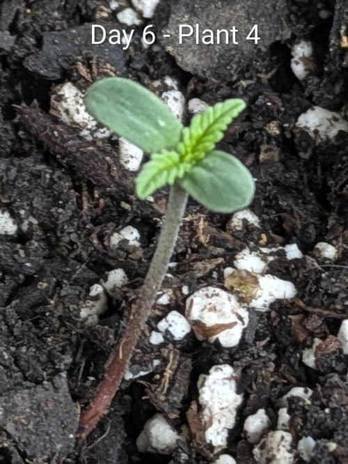 3rd Outdoor Grow - Purple Lemonade RF3. Week 0 - Day 6 - Purple Lemonade Auto RF3 