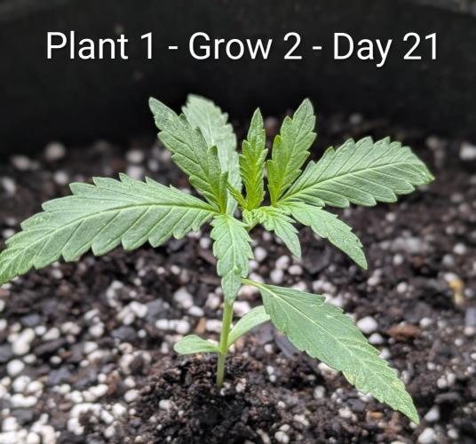 2nd Outdoor Grow - Mystic Gorilla Auto. Week 2 - Day 21 - Mystic Gorilla Auto - Plant 1