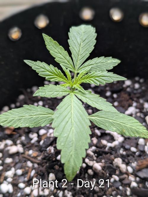 2nd Outdoor Grow - Mystic Gorilla Auto. Week 2 - Day 21 - Mystic Gorilla Auto - Plant 2 