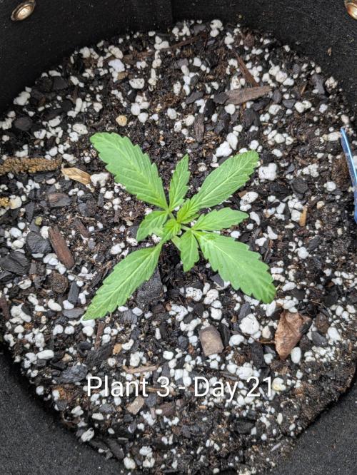 2nd Outdoor Grow - Mystic Gorilla Auto. Week 2 - Day 21 - Mystic Gorilla Auto - Plant 3