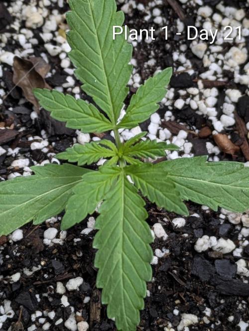 1st Outdoor Grow - Mystic Gorilla Auto. Week 2 - Day 21 - Mystic Gorilla Auto Progress 