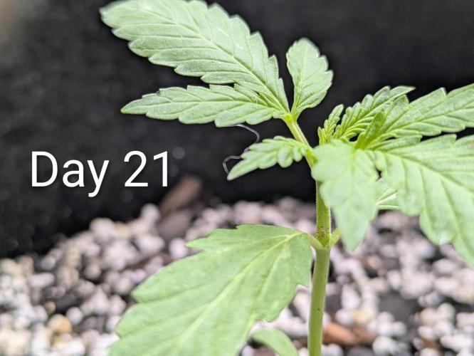 1st Outdoor Grow - Mystic Gorilla Auto. Week 2 - Day 21 - Mystic Gorilla Auto Progress 