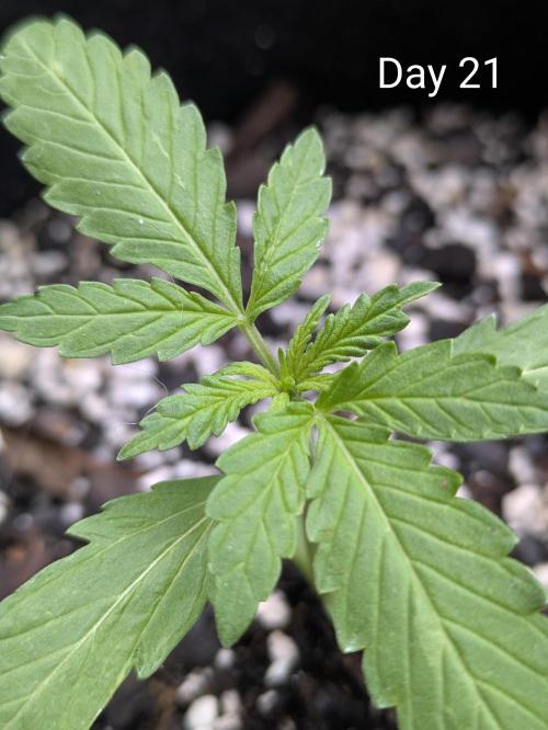 1st Outdoor Grow - Mystic Gorilla Auto. Week 2 - Day 21 - Mystic Gorilla Auto Progress 