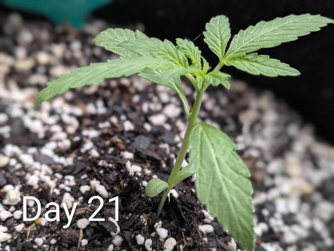 1st Outdoor Grow - Mystic Gorilla Auto. Week 2 - Day 21 - Mystic Gorilla Auto Progress 