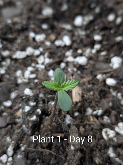 3rd Outdoor Grow - Purple Lemonade RF3. Week 0 - Day 8 - Plant 1 - Purple Lemonade Auto RF3 