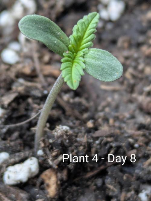 3rd Outdoor Grow - Purple Lemonade RF3. Week 0 - Day 8 - Plant 4 - Purple Lemonade Auto RF3 