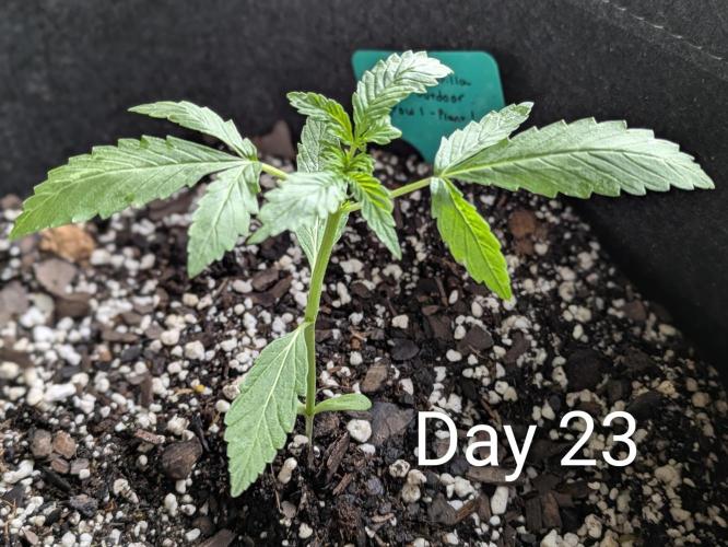 1st Outdoor Grow - Mystic Gorilla Auto. Week 3 - Day 23 - Mystic Gorilla Auto Progress 