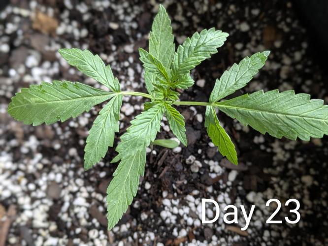 1st Outdoor Grow - Mystic Gorilla Auto. Week 3 - Day 23 - Mystic Gorilla Auto Progress 