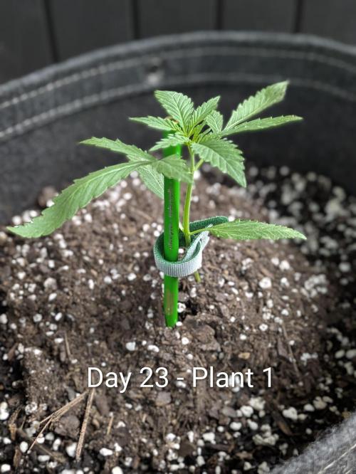 2nd Outdoor Grow - Mystic Gorilla Auto. Week 3
