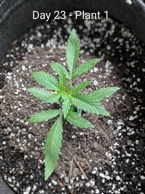2nd Outdoor Grow - Mystic Gorilla Auto. Week 3