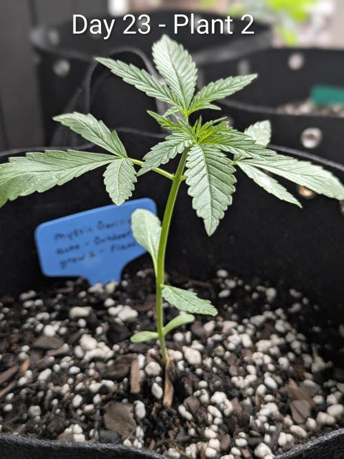 2nd Outdoor Grow - Mystic Gorilla Auto. Week 3