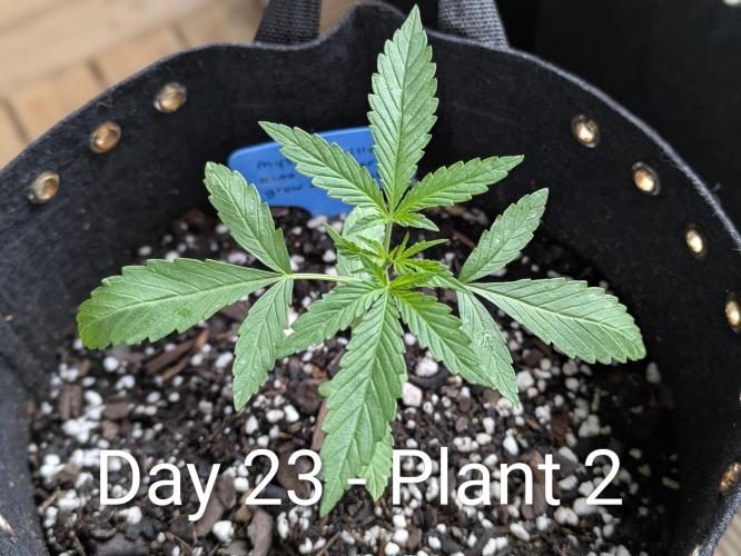 2nd Outdoor Grow - Mystic Gorilla Auto. Week 3
