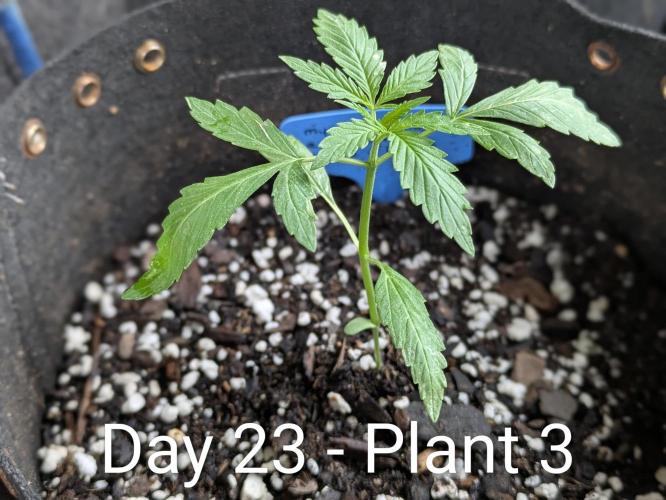 2nd Outdoor Grow - Mystic Gorilla Auto. Week 3