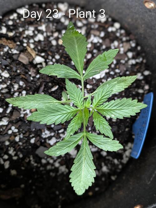2nd Outdoor Grow - Mystic Gorilla Auto. Week 3