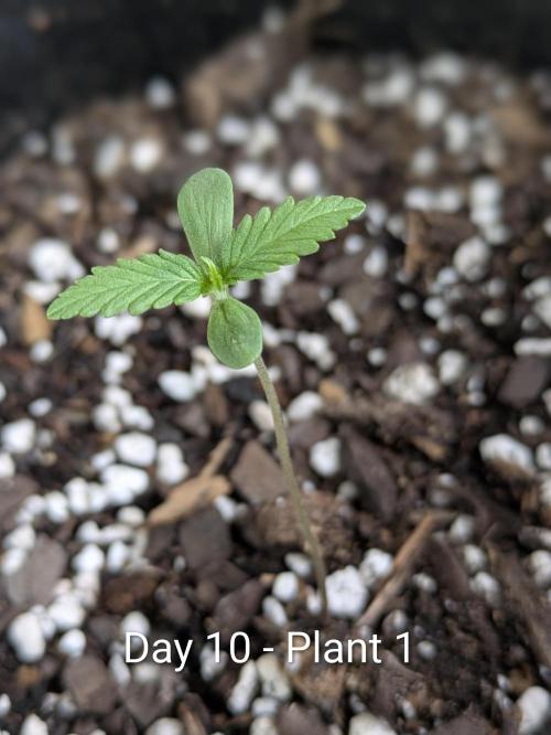 3rd Outdoor Grow - Purple Lemonade RF3. Week 1