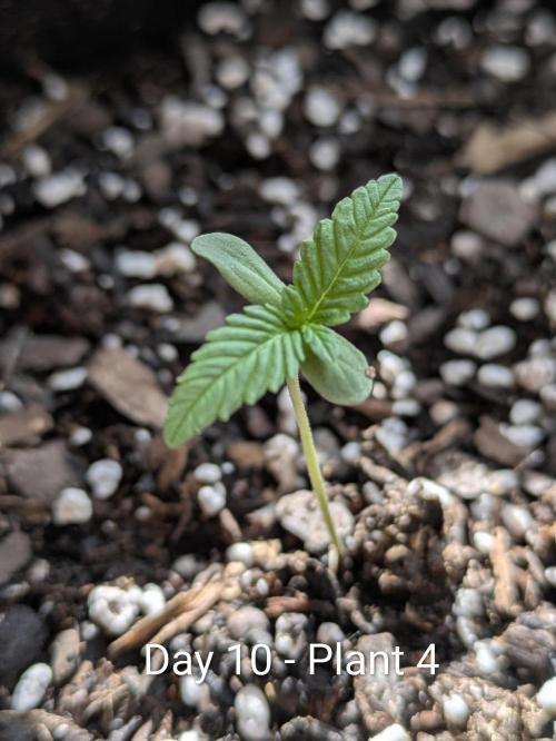3rd Outdoor Grow - Purple Lemonade RF3. Week 1