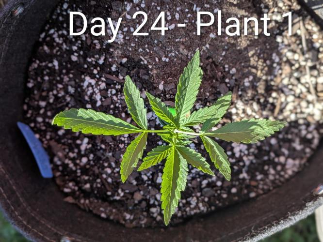 2nd Outdoor Grow - Mystic Gorilla Auto. Week 3