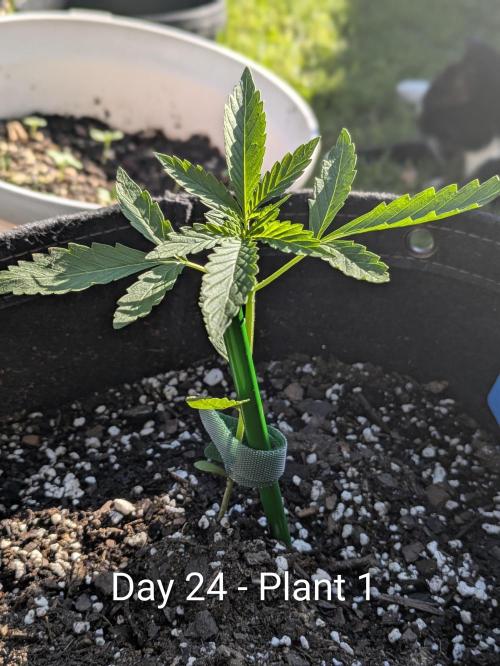 2nd Outdoor Grow - Mystic Gorilla Auto. Week 3