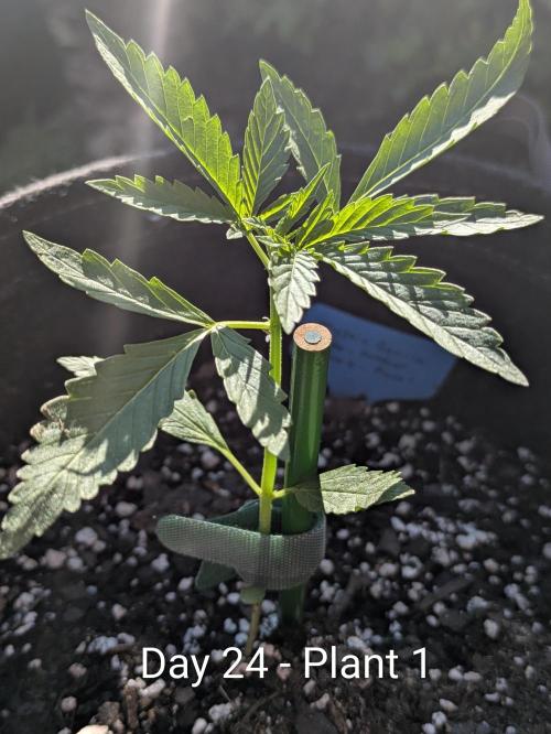 2nd Outdoor Grow - Mystic Gorilla Auto. Week 3