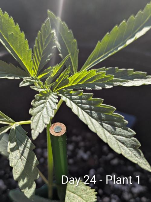 2nd Outdoor Grow - Mystic Gorilla Auto. Week 3