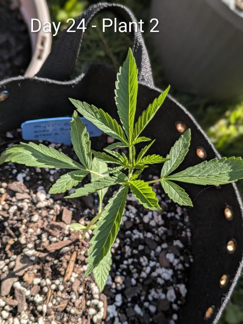 2nd Outdoor Grow - Mystic Gorilla Auto. Week 3