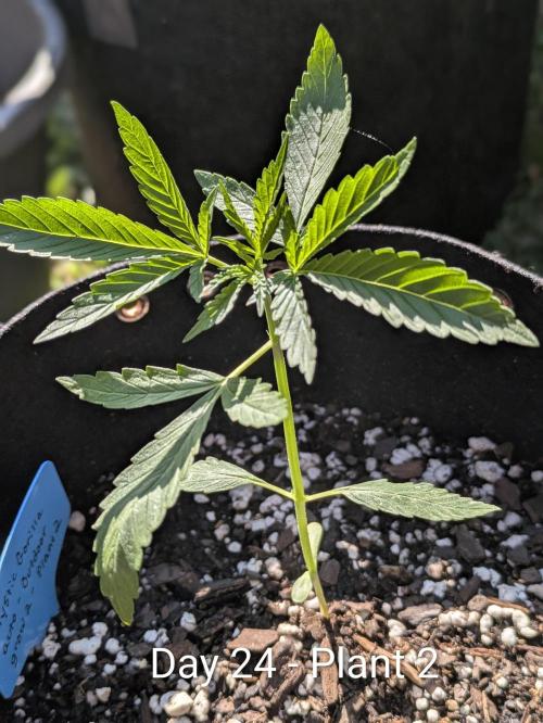 2nd Outdoor Grow - Mystic Gorilla Auto. Week 3