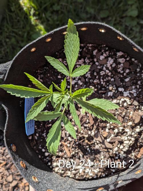 2nd Outdoor Grow - Mystic Gorilla Auto. Week 3