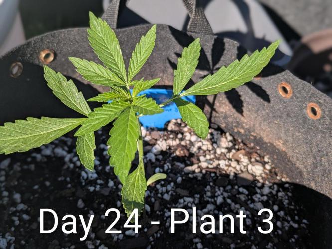 2nd Outdoor Grow - Mystic Gorilla Auto. Week 3