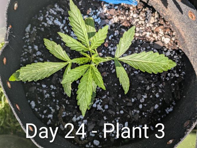 2nd Outdoor Grow - Mystic Gorilla Auto. Week 3