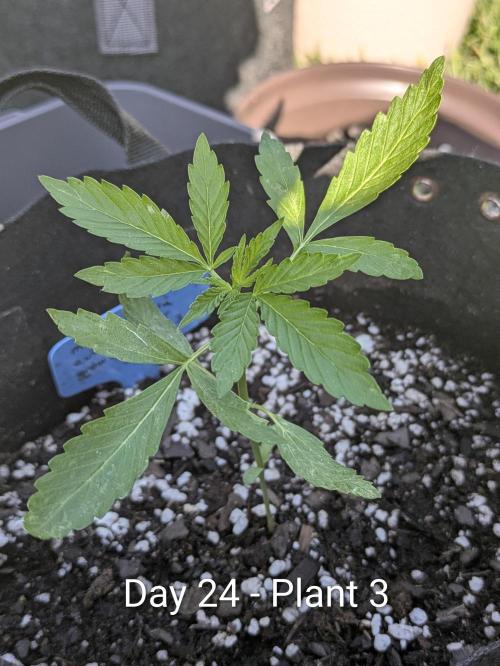 2nd Outdoor Grow - Mystic Gorilla Auto. Week 3