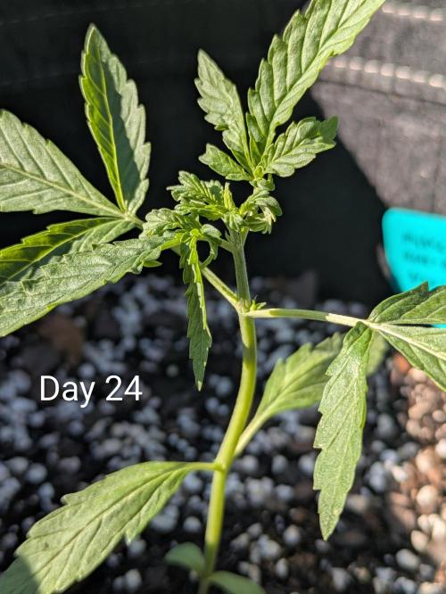 1st Outdoor Grow - Mystic Gorilla Auto. Week 3 - Day 24 - Mystic Gorilla Auto Progress 