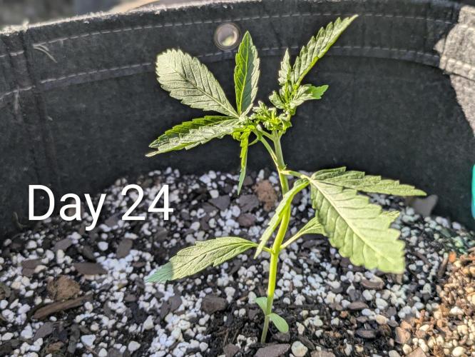 1st Outdoor Grow - Mystic Gorilla Auto. Week 3 - Day 24 - Mystic Gorilla Auto Progress 