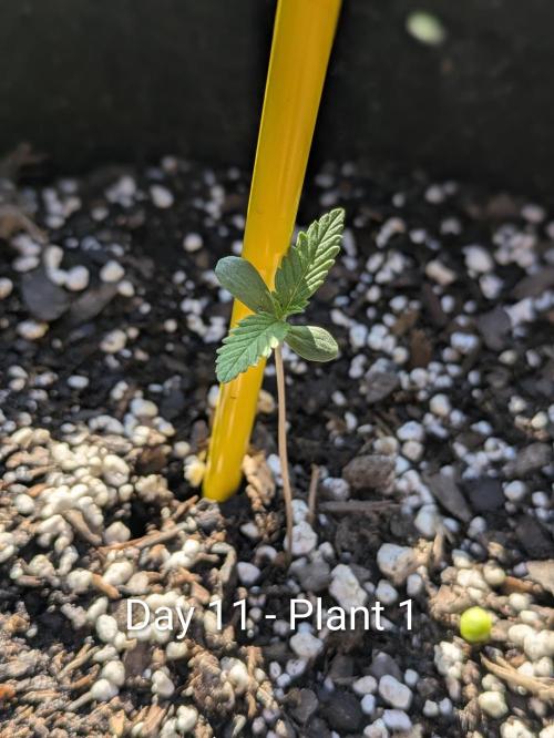 3rd Outdoor Grow - Purple Lemonade RF3. Week 1